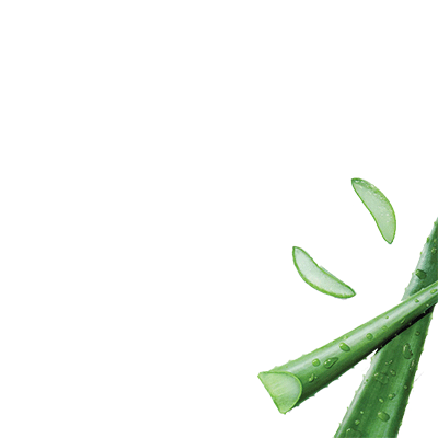 Fresh aloe vera slices with water droplets.
