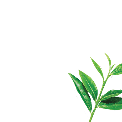 Fresh green tea leaves with water droplets.